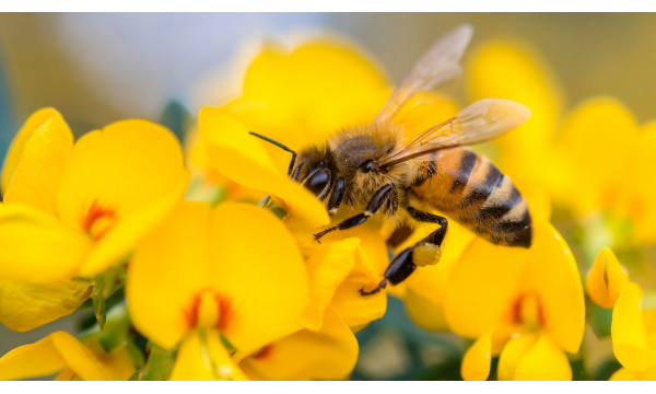 Bees and The All Ireland Pollinator Plan 2021-2025